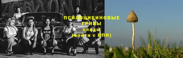 прущие грибы Покровск